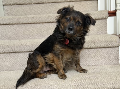 TYLER - Chihuahua for adoption in Nashville