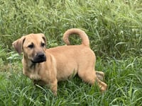 Pecan (M) - Photo 1