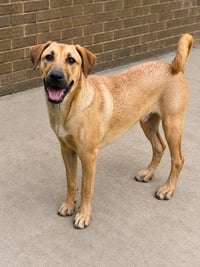 Pecan (M) - Photo 2