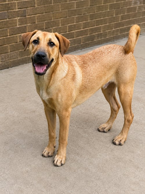 PECAN (M) - Hound / Labrador Retriever available for adoption