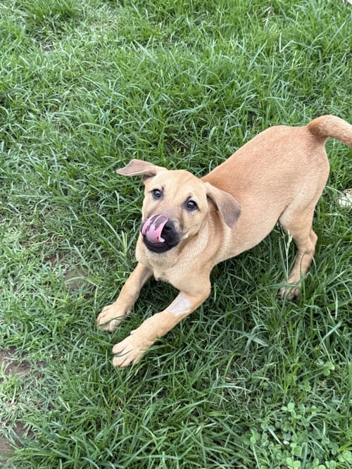 PECAN (M) - Labrador Retriever available for adoption
