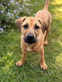 Pecan (M) - Photo 5