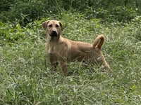 Pecan (M) - Photo 4