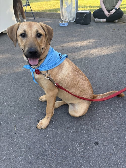 PECAN (M) - Hound / Labrador Retriever for adoption in Nashville