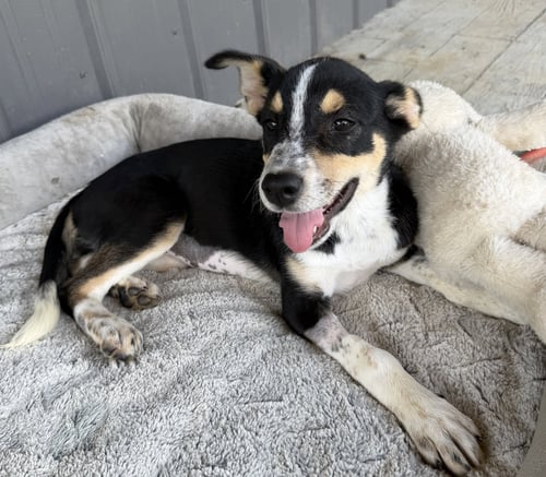 VERA - Australian Cattle Dog/Blue Heeler available for adoption