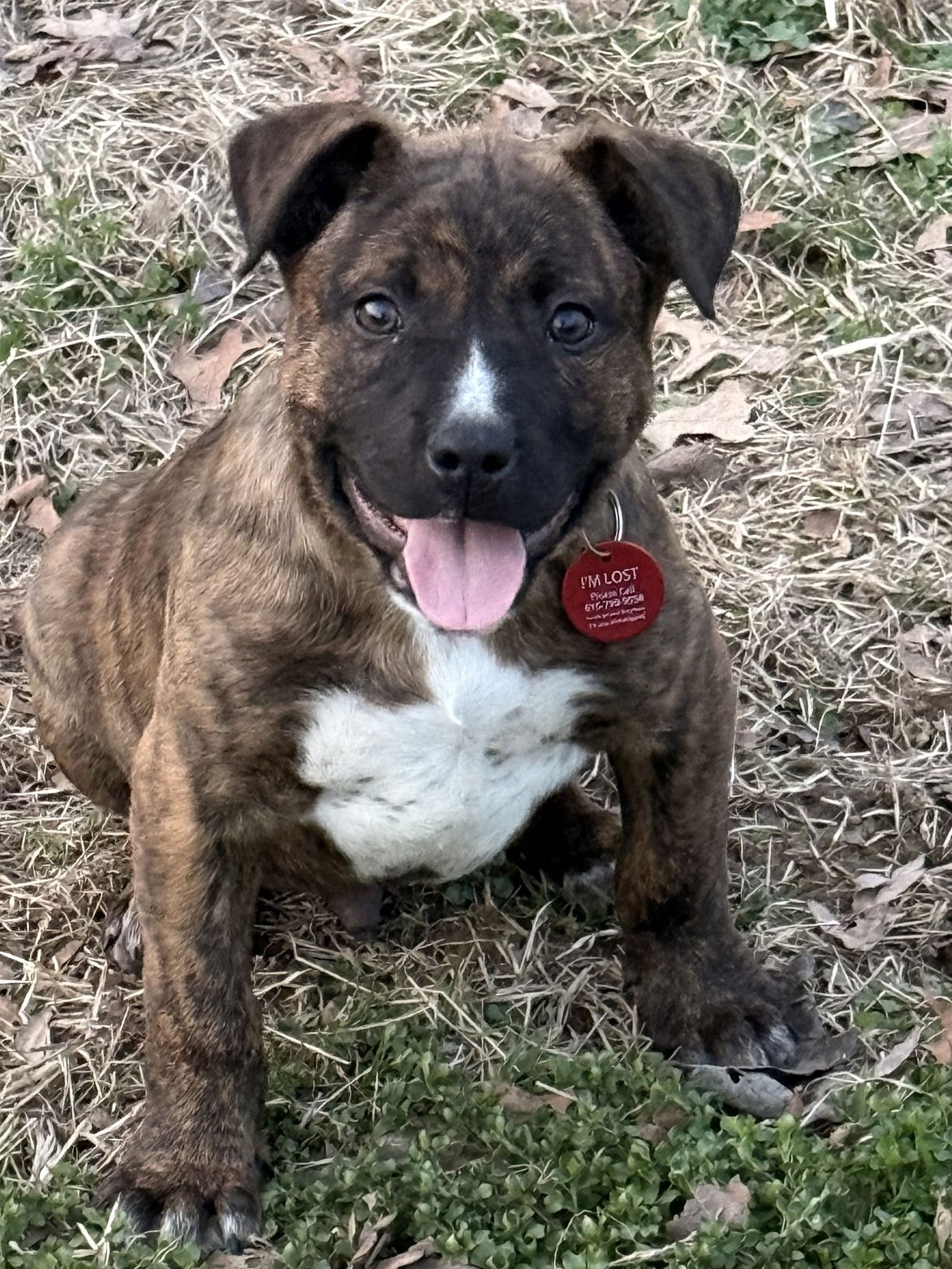 MANICOTTI (M) - Pit Bull Terrier / Australian Cattle Dog/Blue Heeler for adoption in Nashville