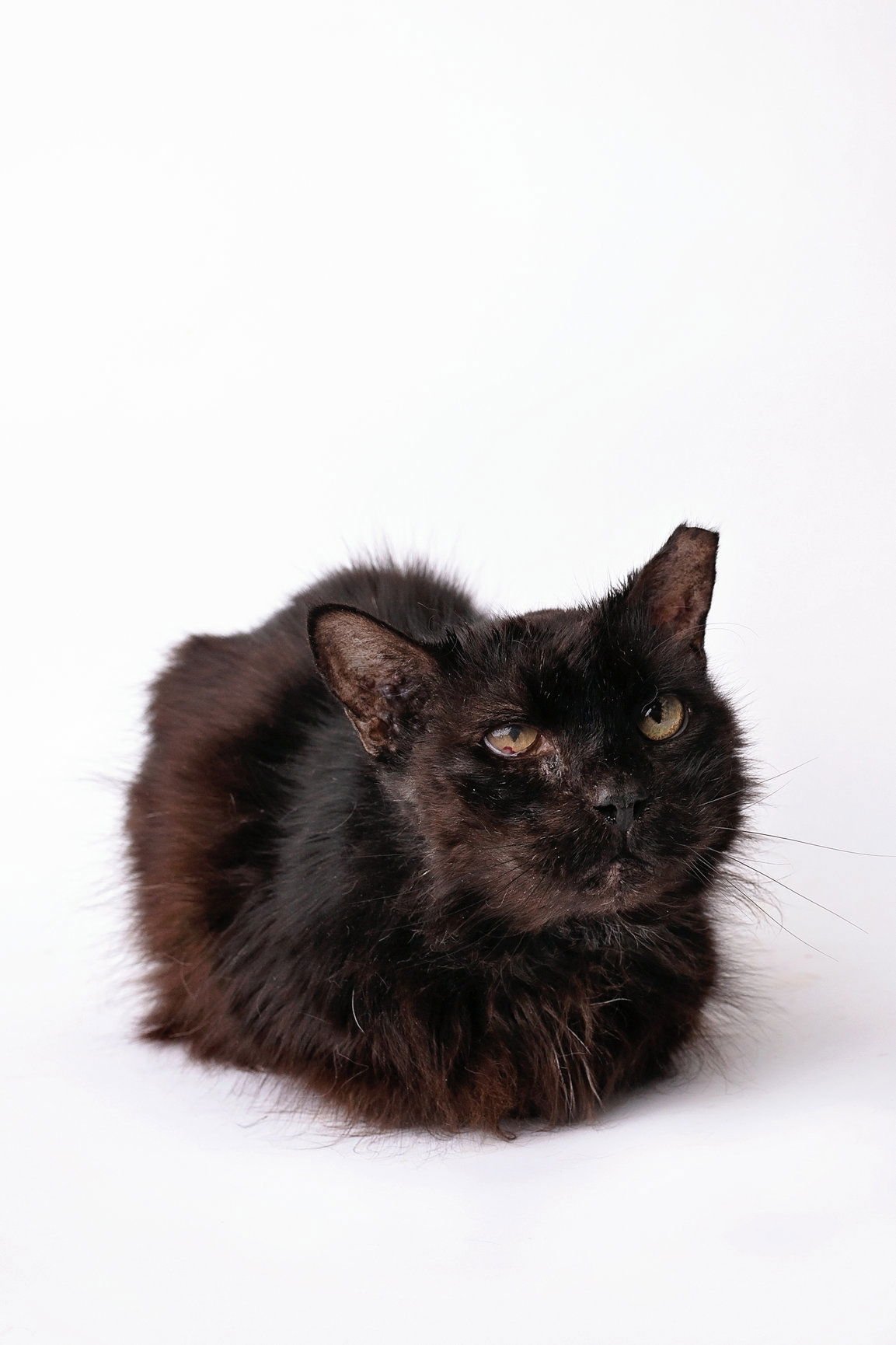 NINJA - Domestic Medium Hair available for adoption