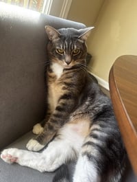 Lucky - Photo 6