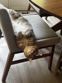 Lucky - Photo 9