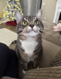 Lucky - Photo 4