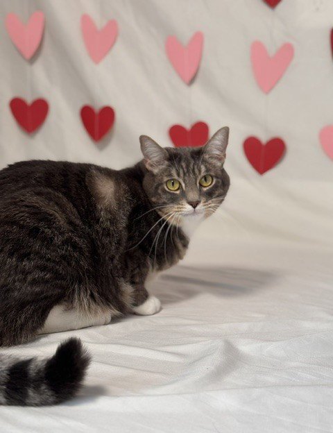 LUCKY - Domestic Short Hair available for adoption