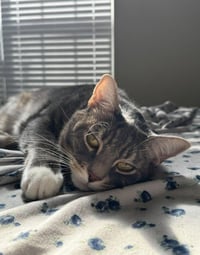 Lucky - Photo 8