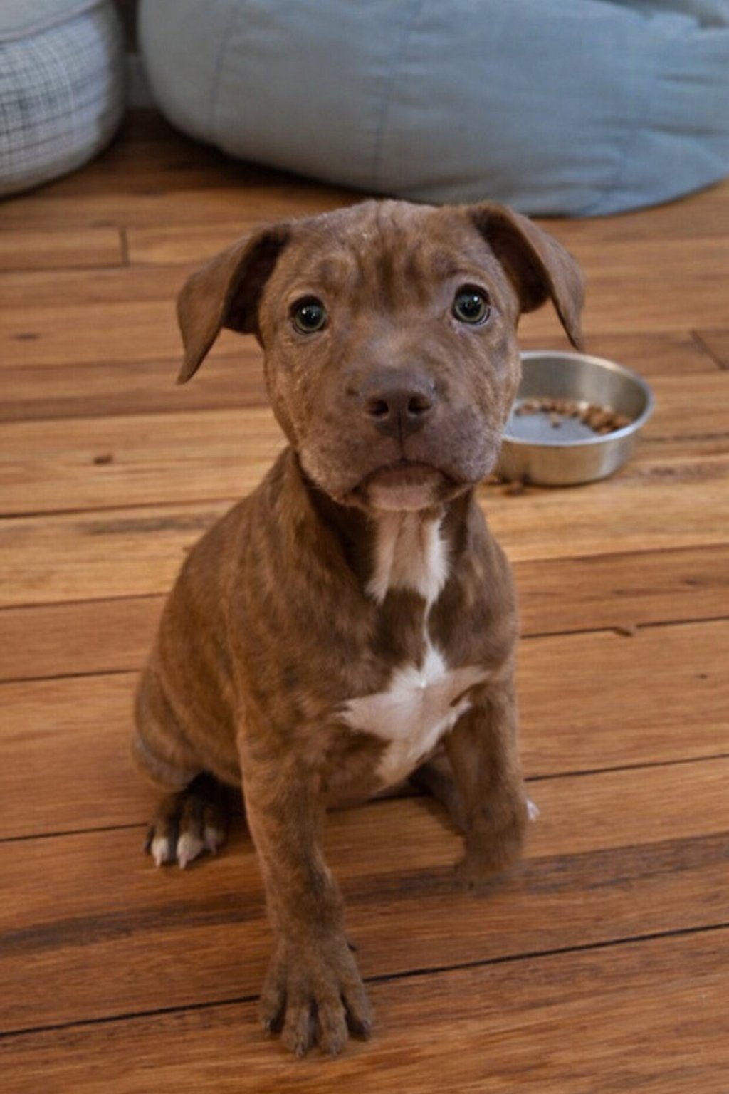 DILLY (F) - Pit Bull Terrier for adoption in Nashville