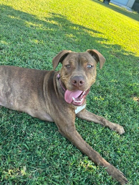 DILLY (F) - Pit Bull Terrier available for adoption