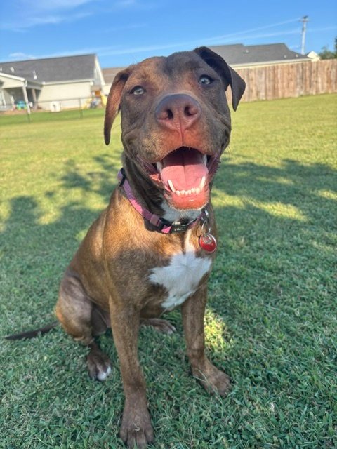 DILLY (F) - Pit Bull Terrier available for adoption