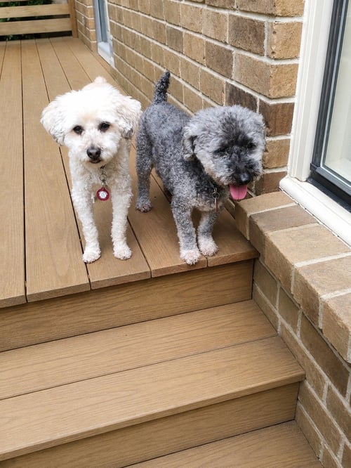 GINGER(BONDED WITH SKEETER) - Poodle (Miniature) available for adoption