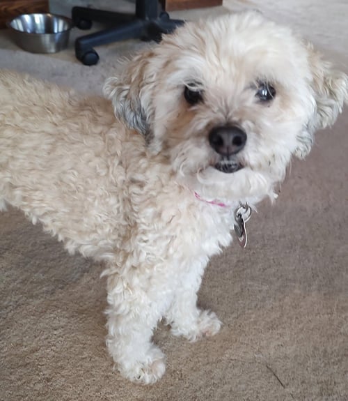 GINGER(BONDED WITH SKEETER) - Poodle (Miniature) available for adoption