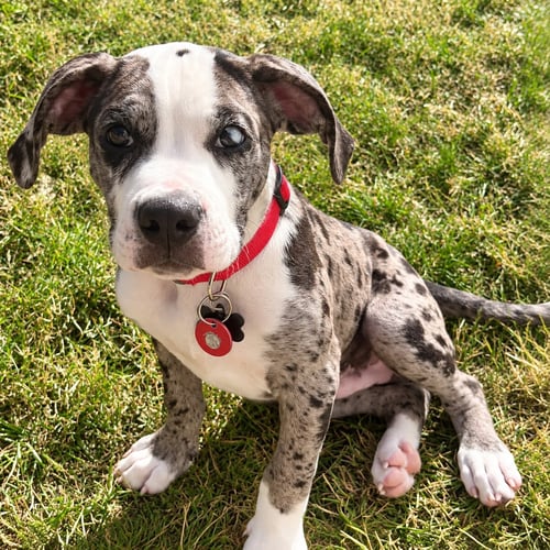 EDDIE - Boxer / Bulldog available for adoption