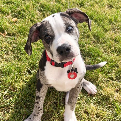 EDDIE - Boxer / Bulldog available for adoption