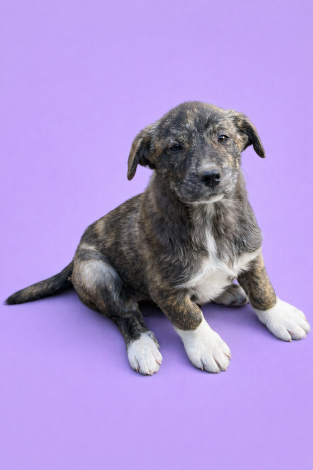 SONYA - Great Pyrenees available for adoption