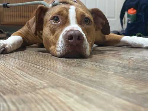 DEBBIE - American Staffordshire Terrier available for adoption