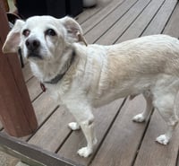 LG (M) - Photo 1