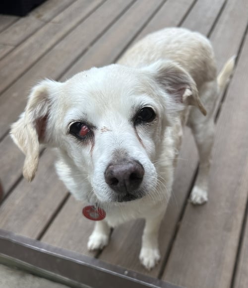 LG (M) - Chihuahua / Terrier available for adoption