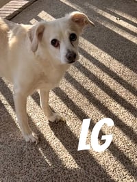 LG (M) - Photo 4