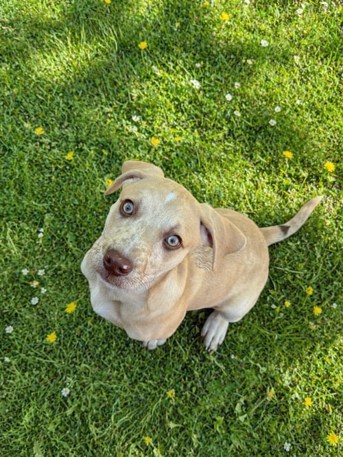 ARLO (M)