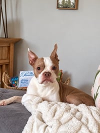 Apollo - Photo 1