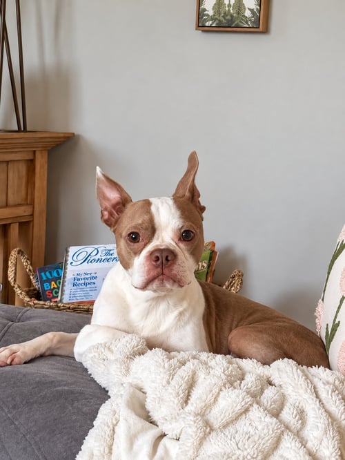 APOLLO - Boston Terrier available for adoption