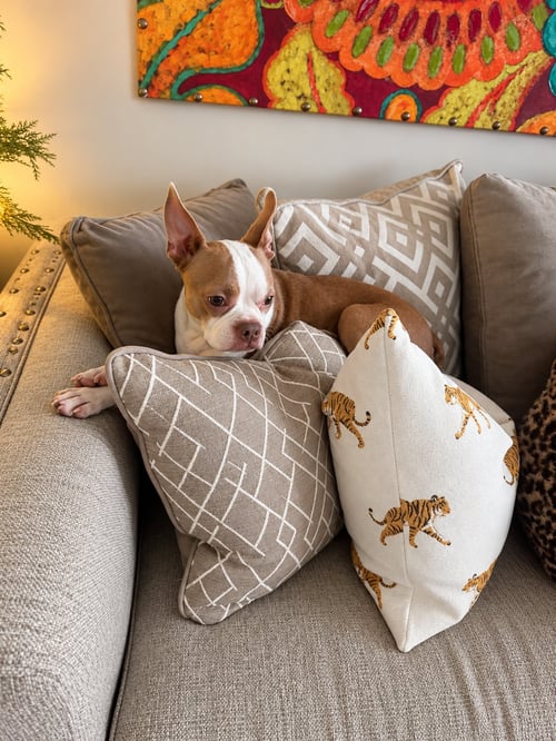 APOLLO - Boston Terrier available for adoption