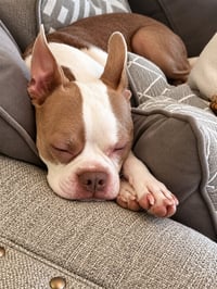 Apollo - Photo 3
