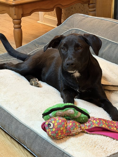 VIENNA - Labrador Retriever available for adoption