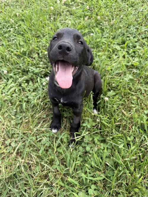 VIENNA - Cattle Dog available for adoption