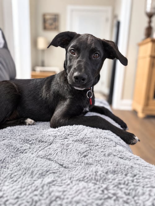 VIENNA - Labrador Retriever for adoption in Nashville