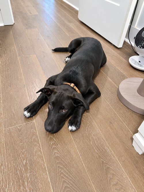 VIENNA - Labrador Retriever available for adoption