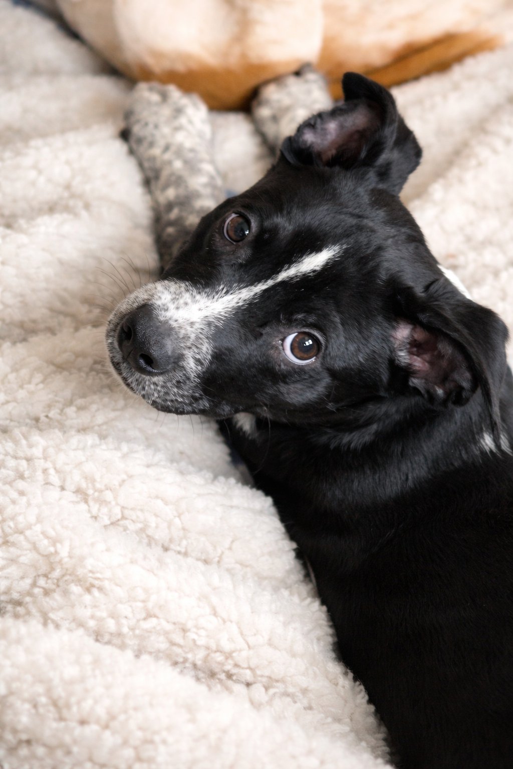 ALONZO - Cattle Dog available for adoption