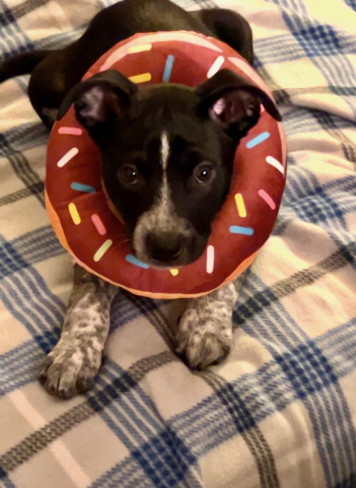 ALONZO - Cattle Dog available for adoption