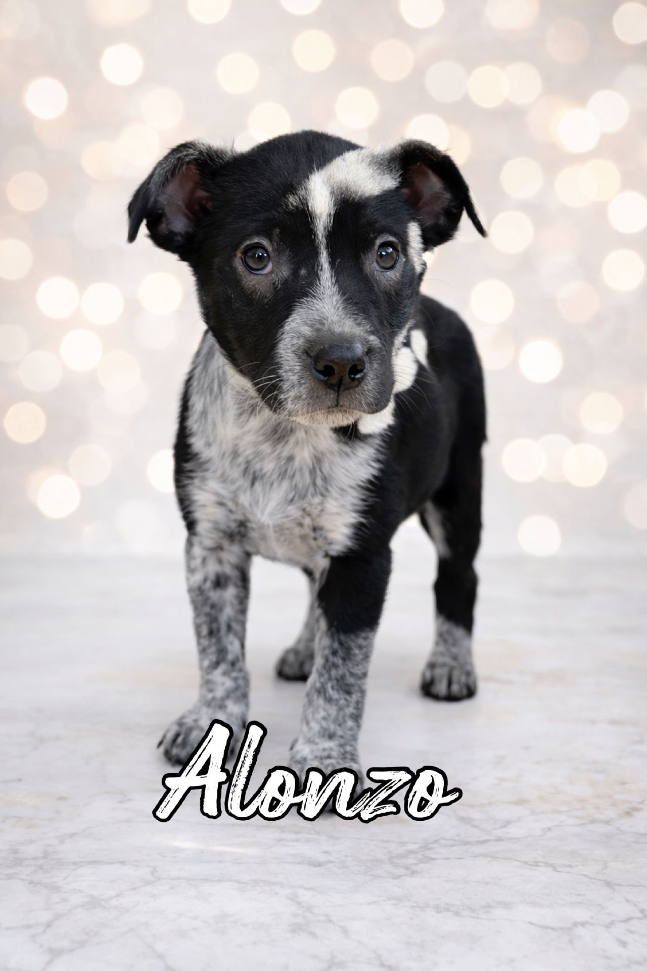 Alonzo - Photo 4
