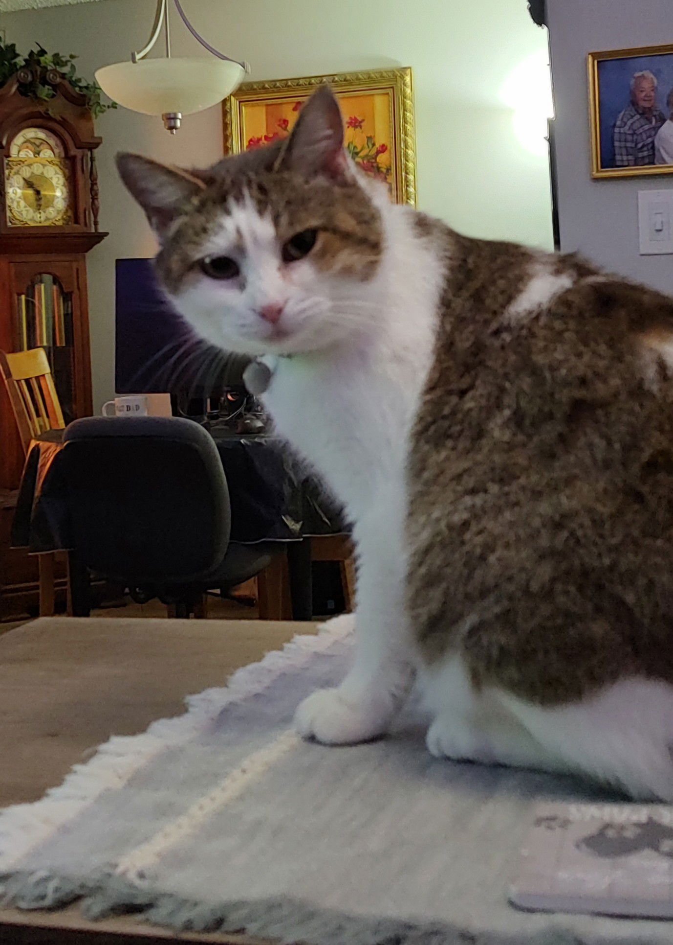 SUGAR - Tabby available for adoption