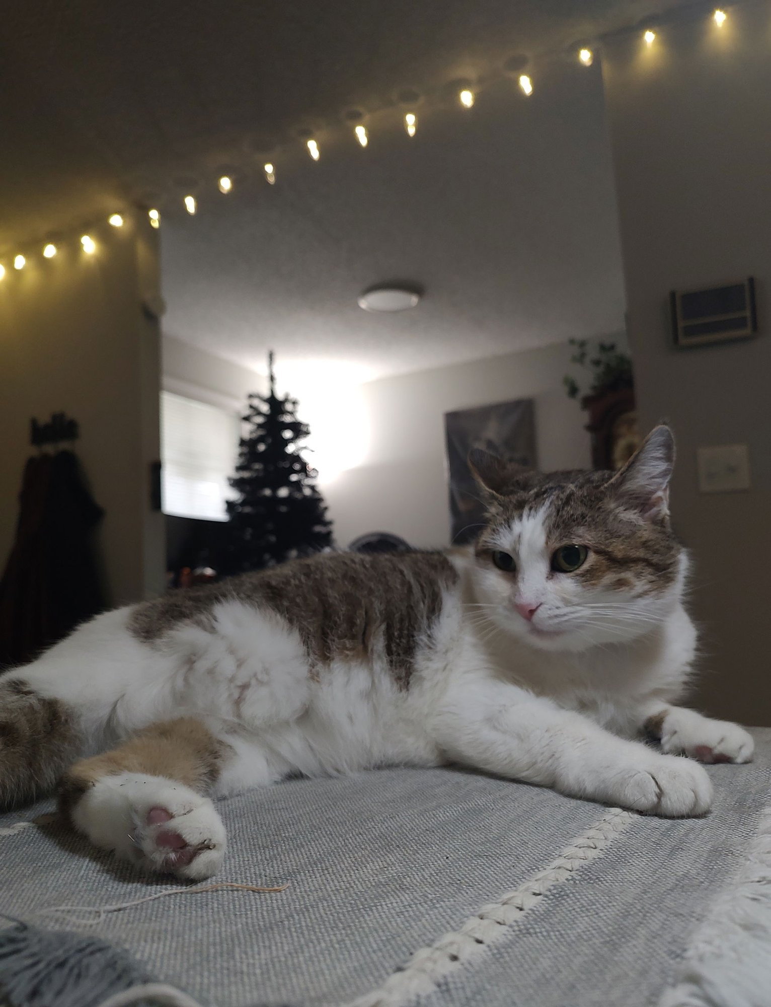 SUGAR - Tabby available for adoption