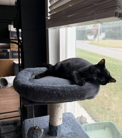BASIL - Domestic Short Hair available for adoption