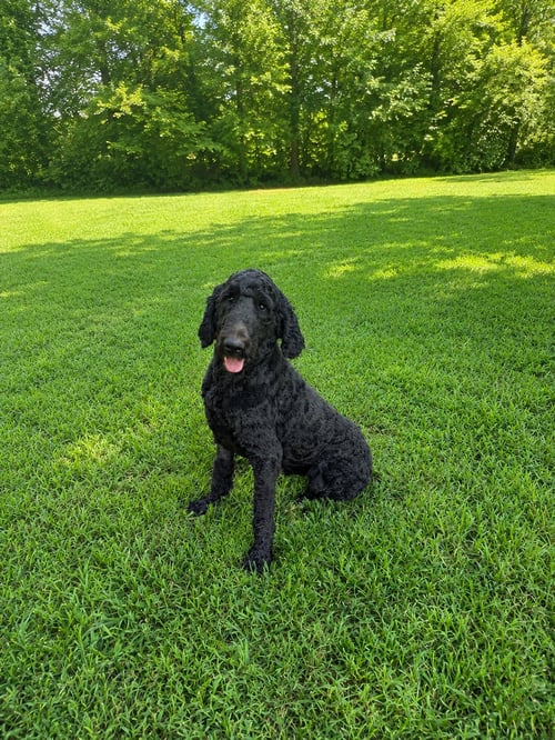 PRINCE PEPPER - Poodle (Standard) / Labrador Retriever available for adoption