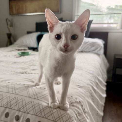 SKYE - Domestic Short Hair for adoption in Nashville