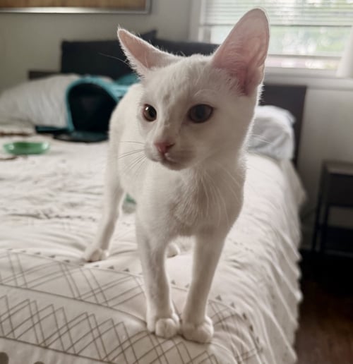 SKYE - Domestic Short Hair available for adoption
