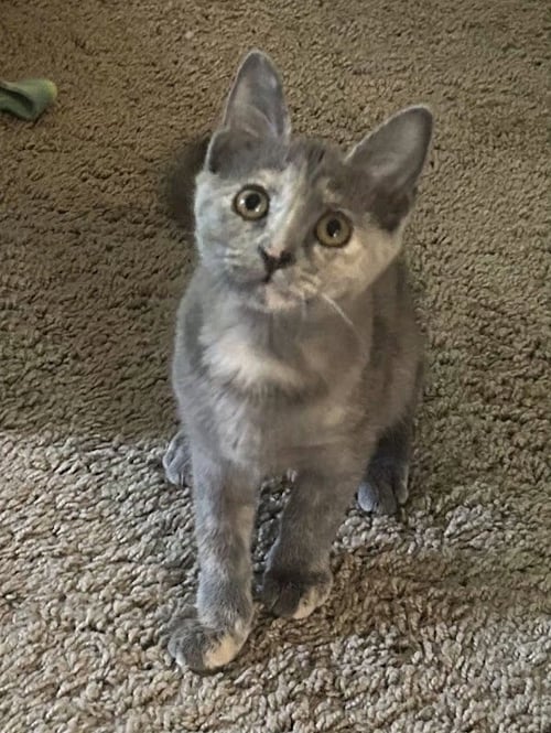 CALI