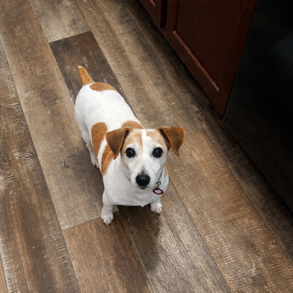 MIKEY - Jack Russell Terrier available for adoption