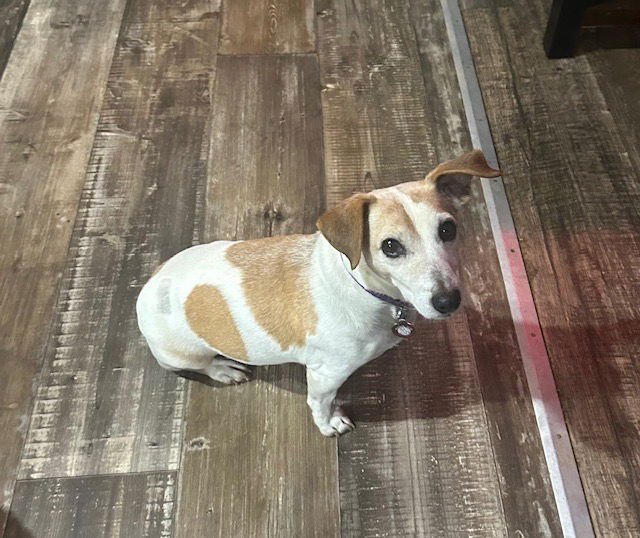 MIKEY - Jack Russell Terrier available for adoption