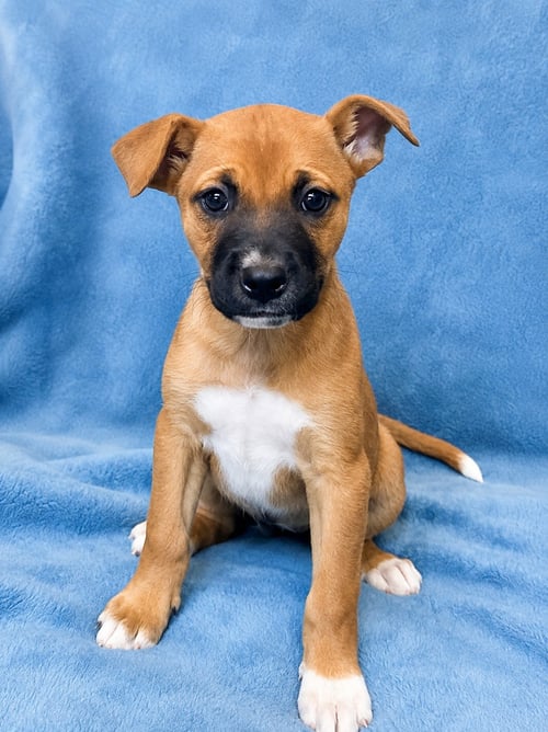 BELL (F) - Pit Bull Terrier available for adoption